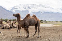 Ladakh-Diskit-D12-30