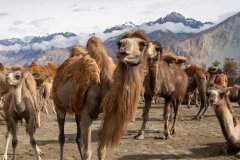 Ladakh-Diskit-D12-39