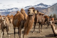 Ladakh-Diskit-D12-39