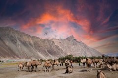 Ladakh-Diskit-D12-43-copy