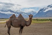 Ladakh-Diskit-D12-47