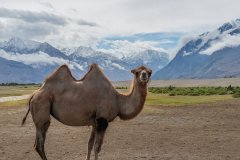 Ladakh-Diskit-D12-47