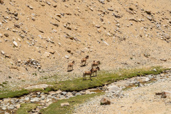 Ladakh-Umling-la-D15-118