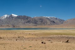 Ladakh-Tso-Moriri-D16-32