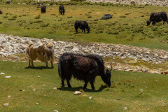 Ladakh-Tso-Moriri-D16-62