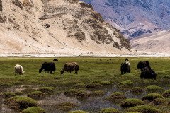 Ladakh-sarchu-D17-45