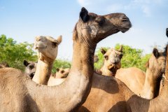 Ladakh-Abu-Road-D2-26