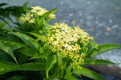 1_Ladakh-sonamarg-D7-47