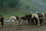 Ladakh-sonamarg-D7-143