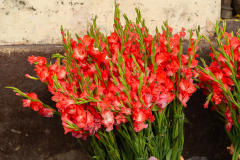 Hyderabad-Flower-Market-111