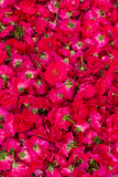 Hyderabad-Flower-Market-122