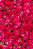 Hyderabad-Flower-Market-122
