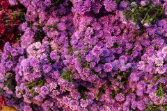Hyderabad-Flower-Market-126