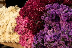 Hyderabad-Flower-Market-130