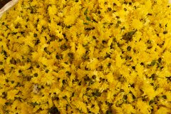 Hyderabad-Flower-Market-137