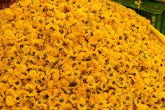 Hyderabad-Flower-Market-176