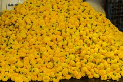 Hyderabad-Flower-Market-204