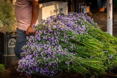 Hyderabad-Flower-Market-265