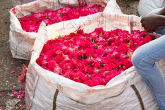 Hyderabad-Flower-Market-286