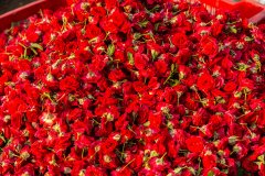Hyderabad-Flower-Market-338