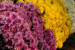 Hyderabad-Flower-Market-34