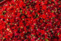 Hyderabad-Flower-Market-342