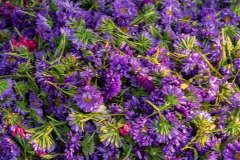 Hyderabad-Flower-Market-343