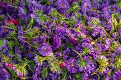 Hyderabad-Flower-Market-343