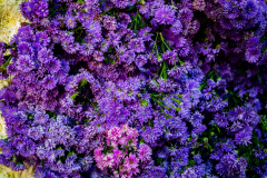 Hyderabad-Flower-Market-36