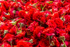 Hyderabad-Flower-Market-365