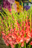 Hyderabad-Flower-Market-54