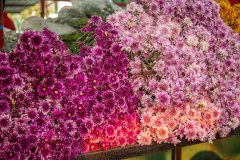 Hyderabad-Flower-Market-55