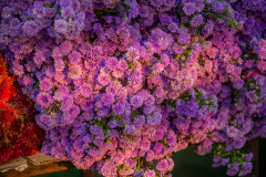 Hyderabad-Flower-Market-64