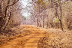 Tadoba.-2021-102