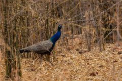 Tadoba.-2021-110