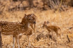 Tadoba.-2021-131