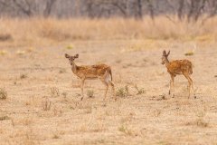 Tadoba.-2021-144