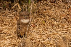 Tadoba.-2021-154