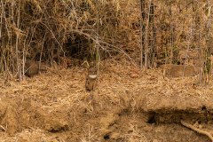 Tadoba.-2021-155