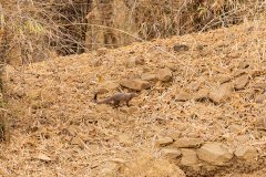 Tadoba.-2021-182