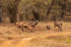 Tadoba.-2021-211