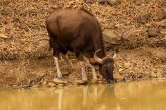 Tadoba.-2021-231