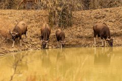 Tadoba.-2021-247