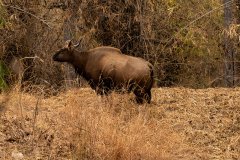Tadoba.-2021-265