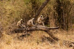 Tadoba.-2021-274