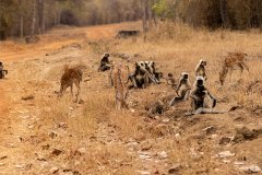 Tadoba.-2021-305