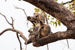 Tadoba.-2021-308