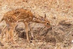 Tadoba.-2021-323