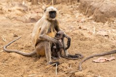 Tadoba.-2021-326