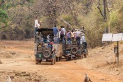 Tadoba.-2021-337
